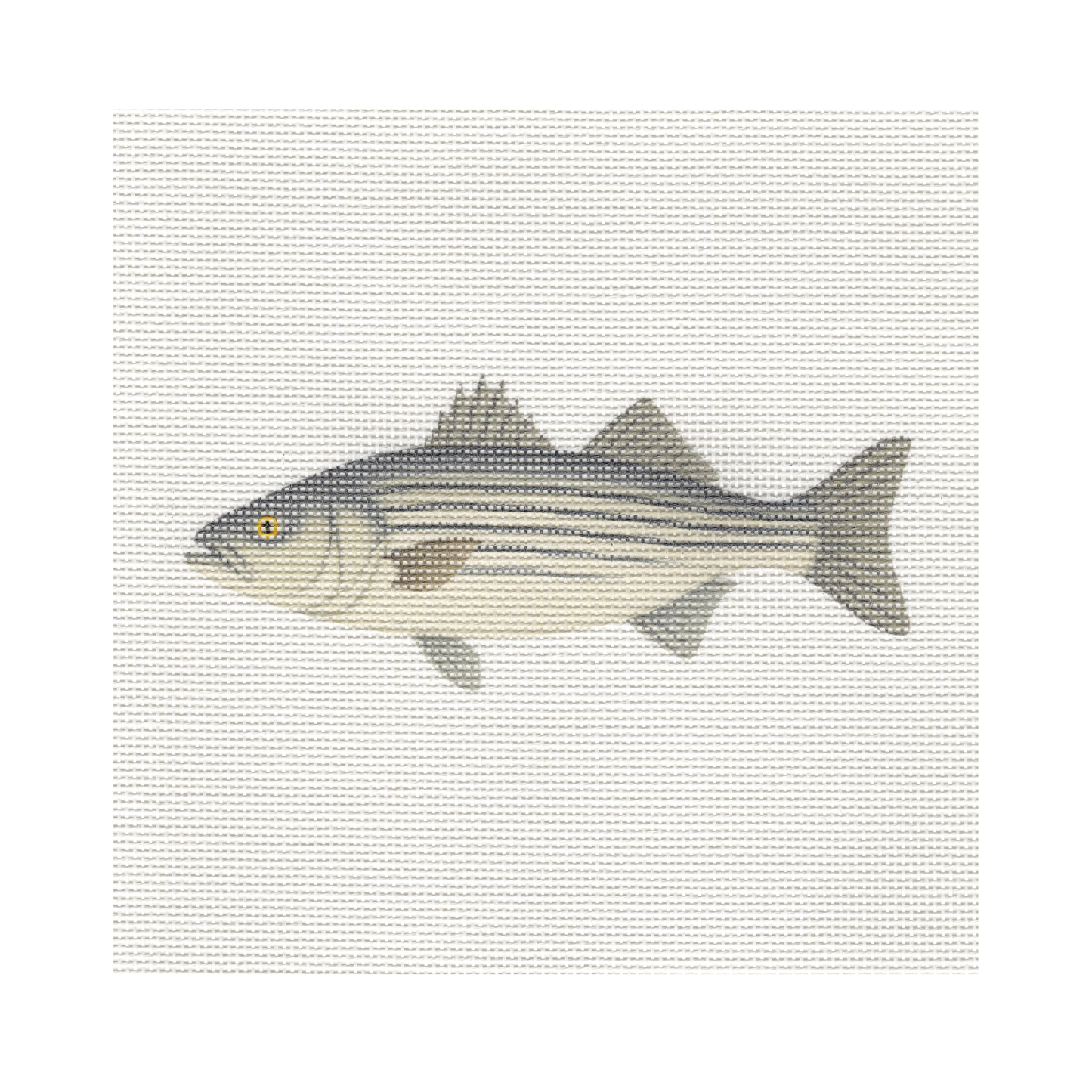 Striped Bass — 8" x 8" Canvas