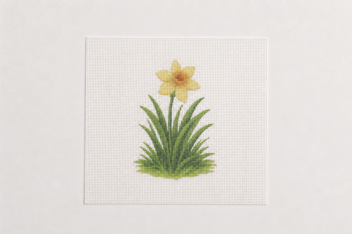 Flowering Daffodil — 8" x 8" Canvas