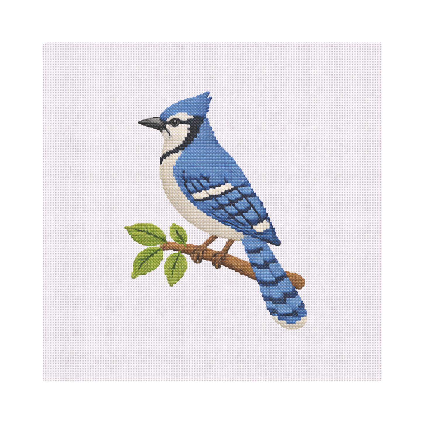 Blue Jay — 8" x 8" Canvas