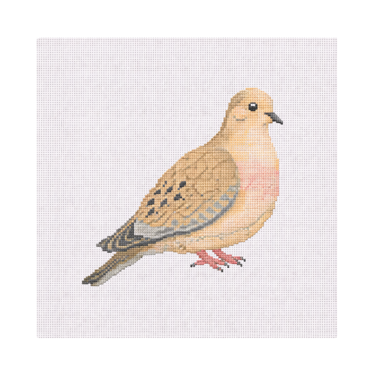 Turtledove — 8" x 8" Canvas